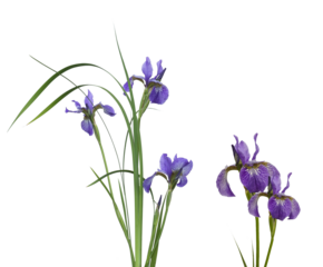 elegant iris flowers showcasing delicate purple petals and slender green foliage, symbolizing spring beauty and refined floral artistry in a natural display