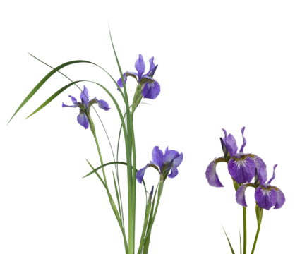 elegant iris flowers showcasing delicate purple petals and slender green foliage, symbolizing spring beauty and refined floral artistry in a natural display