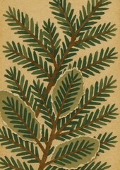 Fototapeta premium Vintage botanical pine illustration
