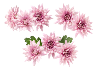 delicate pink chrysanthemum blossoms conveying gentleness and beauty, perfect for spring celebrations and feminine-themed designs in marketing campaigns
