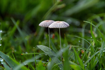 芝生の間にミニチュアのように小さなキノコが生えている風景