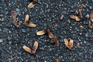 地面に落ちたシナサワグルミの種子