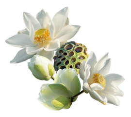 majestic white lotus blossoms symbolizing purity, spiritual awakening, and inner peace for spas, yoga studios, and mindfulness campaigns that embrace serenity