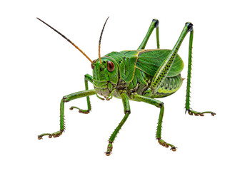Isolated katydid with long antennae, close-up view of a bright green insect in detailed focus