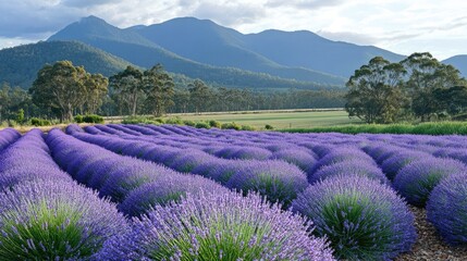 Rows of Vibrant Purple Lavender Flowers Stretching Towards Lush Mountains