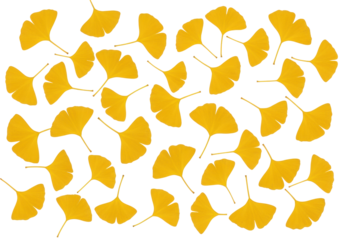 Isolated autumn ginkgo biloba leaves pattern, foliage decorative design element, golden