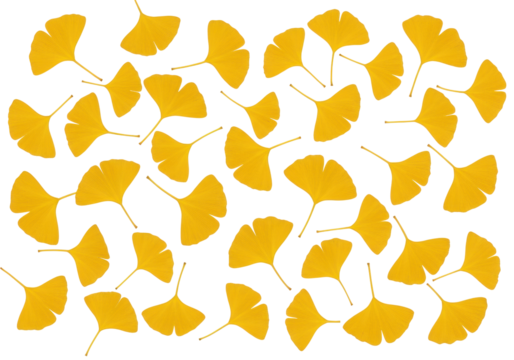Isolated autumn ginkgo biloba leaves pattern, foliage decorative design element, golden