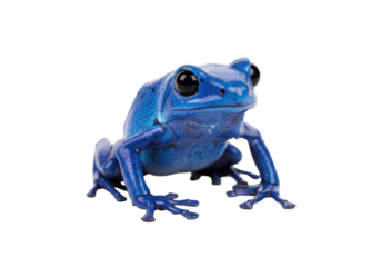 Isolated Blue Poison Dart Frog, Dendrobates tinctorius, a species of poison dart frog