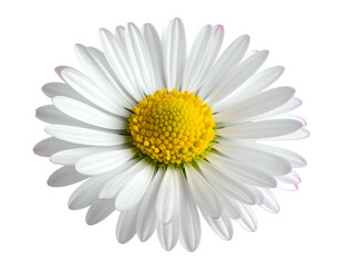 A perfectly centered, isolated close-up of a daisy on a transparent background