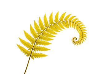 Isolated golden fern frond in a spiral shape, golden color plant element with curled leaves