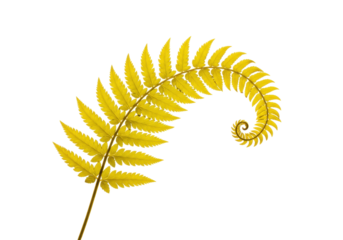 Isolated golden fern frond in a spiral shape, golden color plant element with curled leaves