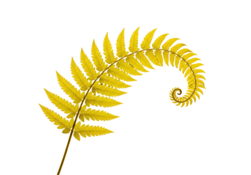 Isolated golden fern frond in a spiral shape, golden color plant element with curled leaves