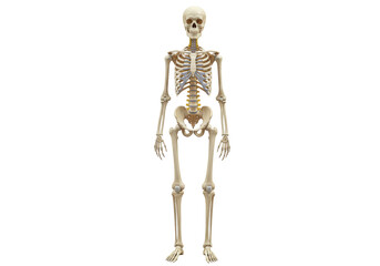 Isolated Human Skeleton Standing, Bone Anatomy Study, Healthcare Illustration, Medical Display