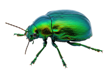 Isolated Green Beetle A captivating shot of a jewel beetle a remarkable insect specimen