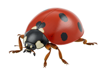 Isolated ladybug on a light background, close-up of a red beetle with black spots, nature and insects