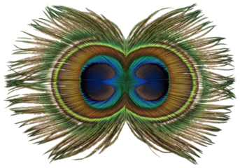 Isolated twin peacock feathers for decorative art, luxury adornment, or ethnic graphic design