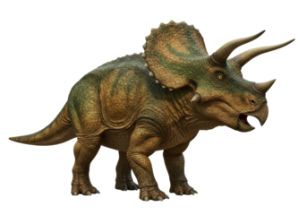 Isolated Triceratops with horns, beak, frill, and armor, in front view ready to attack