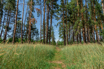 Obraz premium father riding a bike in summer forest with his baby daughter sitting in child seat