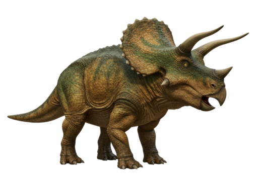 Isolated Triceratops with horns, beak, frill, and armor, in front view ready to attack