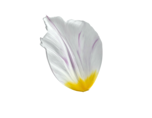 Isolated close-up of a tulip petal, white with purple veins and yellow base