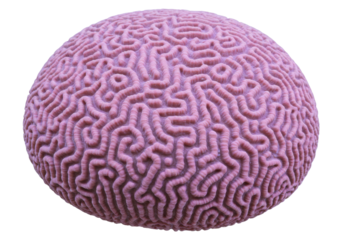 Isolated brain coral, stony coral species in the Platygyra genus, maze coral, polyp colony