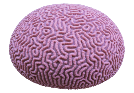 Isolated brain coral, stony coral species in the Platygyra genus, maze coral, polyp colony