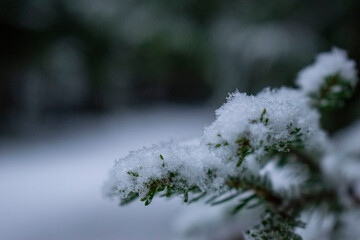 snow-covered vegetation. Macro close-up
