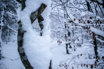 snow-covered vegetation. Macro close-up