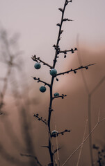 Dormant plant with small blue berries on thin branch in soft blurred background during autumn