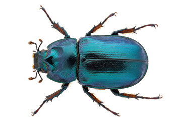 Isolated iridescent turquoise beetle, top view, insect with detailed antennae and legs