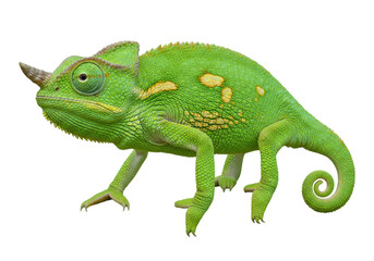 Isolated Reptile with Scaly Skin, Green Body and Horn, Chameleon with Curved Tail Shape