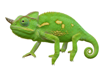 Isolated Reptile with Scaly Skin, Green Body and Horn, Chameleon with Curved Tail Shape