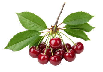 Isolated branch of sweet cherries on a branch with green leaves, a healthy snack choice
