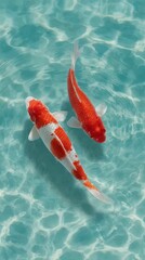 Two Koi Fish Swimming in Clear Turquoise Water Top-Down View Aquatic Serenity Ornamental Fish Pond Tranquil Nature Scene Colorful Underwater World