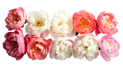 Fototapeta premium Row of ten peonies in full bloom against a black background, displaying soft pink, coral, and white colors