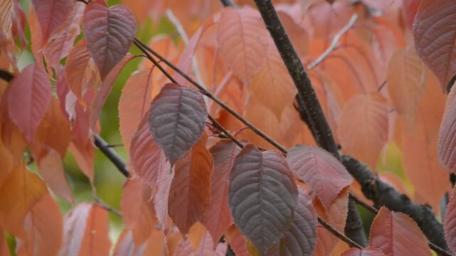 Rote Bl&auml;tter im leichten Wind