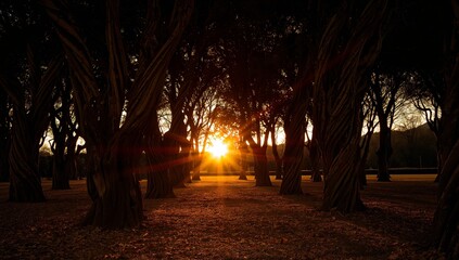 Obraz premium Twilight Grove. Silhouetted Trees Dancing with the Fading Golden Light of the Evening.