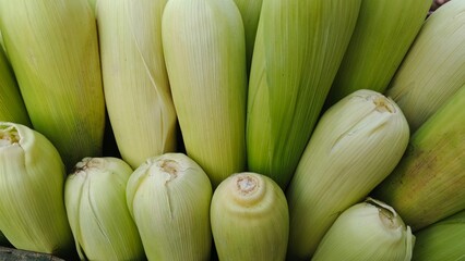 Fresh Green Corn Cobs with Husk