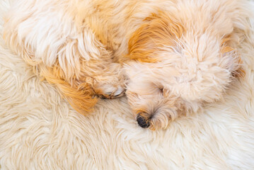 Maltipoo Puppy Sleeping on Fluffy White Rug