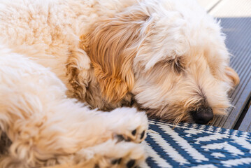 Maltipoo Puppy Asleep on a Woven Mat