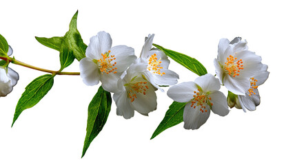 Jasmine flowers, white petals, green leaves, dark backdrop