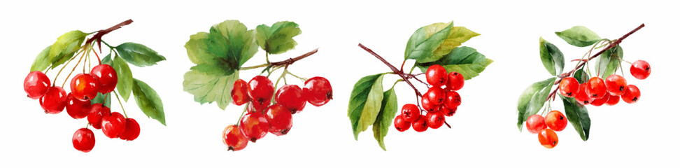 Watercolor set of rowan and viburnum berries. Branch of winter and autumn berries of viburnum and mountain ash with green leaves. Winter fruits. Vector illustration. © Narin