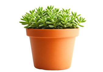 Small potted succulent plant with plump green leaves