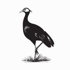 Graceful Jacana Bird Standing Vector Illustration on white background