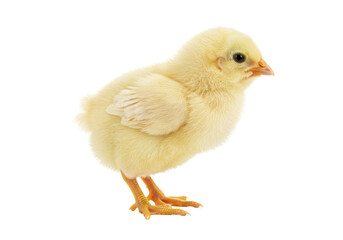 Fototapeta premium Isolated fluffy yellow chick on its feet, cute and curious baby animal standing alone