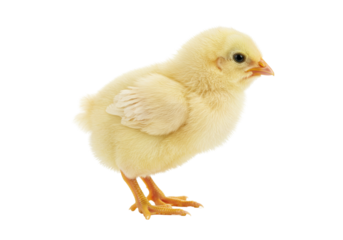 Isolated fluffy yellow chick on its feet, cute and curious baby animal standing alone