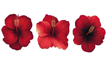 Three vivid red hibiscus flowers, isolated on black