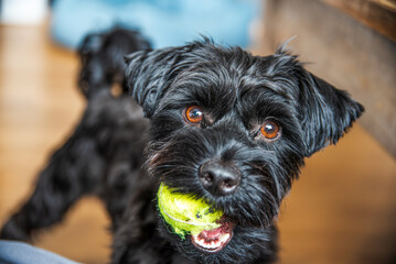 Close-Up of Happy Black York Terrier with Tennis Ball