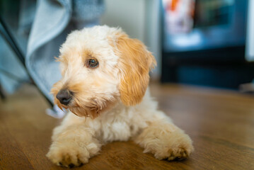 Adorable Maltipoo Puppy Resting Indoors