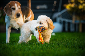 Maltipoo Puppy with Rope Toy and Beagle in Background